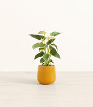 Load image into Gallery viewer, Mustard*****Profile