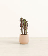 Load image into Gallery viewer, Gentle Pink*****Profile