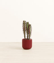 Load image into Gallery viewer, Striped Cherry Red*****Profile