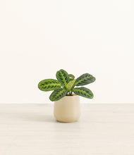 Load image into Gallery viewer, Almond Green*****Profile
