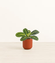 Load image into Gallery viewer, Earth Red*****Profile