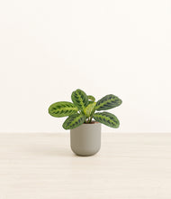 Load image into Gallery viewer, Sage Green*****Profile