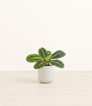 Load image into Gallery viewer, Natural Bamboo*****Profile