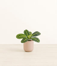 Load image into Gallery viewer, Sandy Pink*****Profile