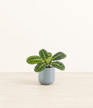 Load image into Gallery viewer, Misty Blue*****Profile