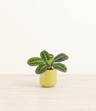 Load image into Gallery viewer, Key Lime Yellow*****Profile