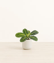 Load image into Gallery viewer, Cotton White*****Profile