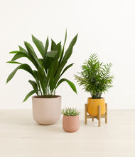 Load image into Gallery viewer, Evening Sky*****Profile