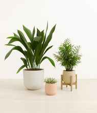 Load image into Gallery viewer, Sandy*****Profile