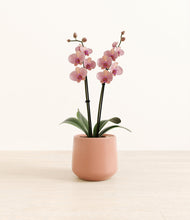 Load image into Gallery viewer, Calm Rose*****Profile