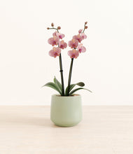 Load image into Gallery viewer, Turquoise*****Profile