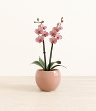 Load image into Gallery viewer, Calm Rose*****Profile