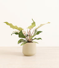 Load image into Gallery viewer, Almond Green*****Profile