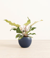 Load image into Gallery viewer, Deep Navy*****Profile