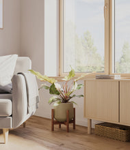 Load image into Gallery viewer, Olive stand:walnut