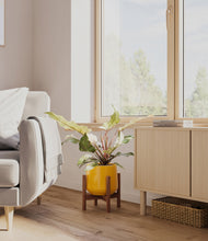 Load image into Gallery viewer, Mustard stand:walnut