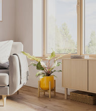 Load image into Gallery viewer, Mustard stand:bamboo