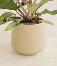 Load image into Gallery viewer, Almond Green stand:all