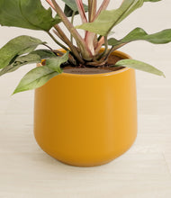 Load image into Gallery viewer, Mustard stand:all