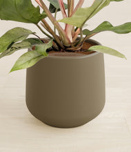 Load image into Gallery viewer, Olive stand:all