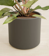 Load image into Gallery viewer, Dark Olive stand:all