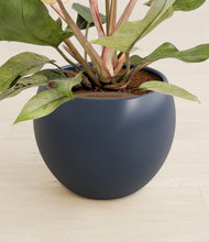 Load image into Gallery viewer, Deep Navy stand:all