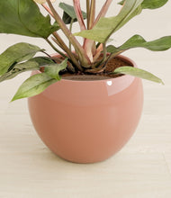 Load image into Gallery viewer, Calm Rose stand:all