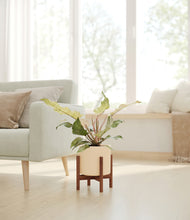 Load image into Gallery viewer, Cream stand:walnut