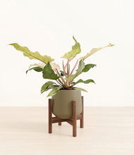 Load image into Gallery viewer, Olive stand:walnut