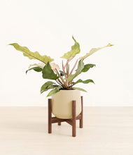 Load image into Gallery viewer, Almond Green stand:walnut