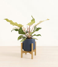 Load image into Gallery viewer, Deep Navy stand:bamboo