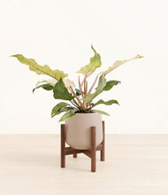 Load image into Gallery viewer, Eternal Gray stand:walnut