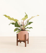 Load image into Gallery viewer, Calm Rose stand:walnut