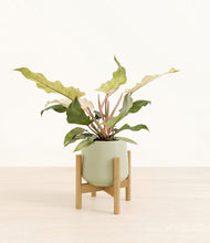 Load image into Gallery viewer, Turquoise stand:bamboo