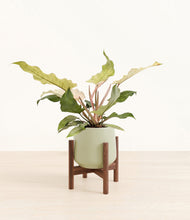 Load image into Gallery viewer, Turquoise stand:walnut