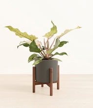 Load image into Gallery viewer, Dark Olive stand:walnut