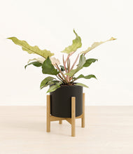 Load image into Gallery viewer, Black stand:bamboo