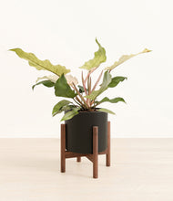 Load image into Gallery viewer, Black stand:walnut