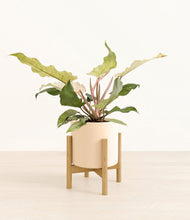 Load image into Gallery viewer, Cream stand:bamboo
