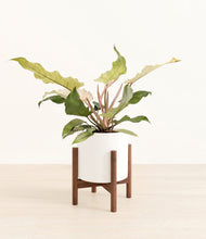 Load image into Gallery viewer, White stand:walnut