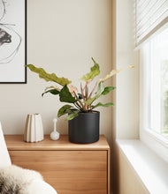 Load image into Gallery viewer, Black