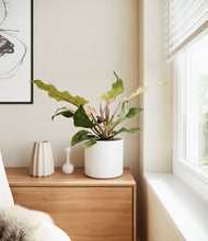 Load image into Gallery viewer, White