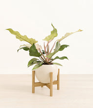 Load image into Gallery viewer, Shiny EggWhite stand:bamboo