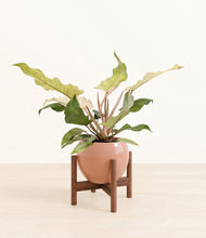 Load image into Gallery viewer, Calm Rose stand:walnut