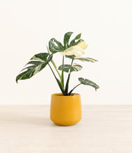 Load image into Gallery viewer, Mustard*****Profile