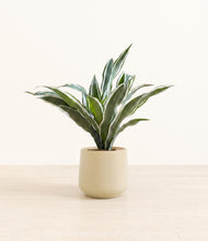 Load image into Gallery viewer, Almond Green*****Profile