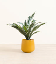 Load image into Gallery viewer, Mustard*****Profile