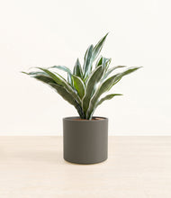 Load image into Gallery viewer, Dark Olive*****Profile