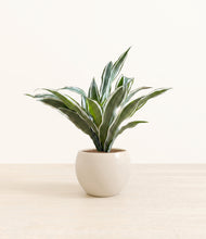 Load image into Gallery viewer, Shiny EggWhite*****Profile