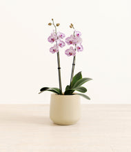 Load image into Gallery viewer, Almond Green*****Profile